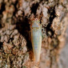 Zygina nivea