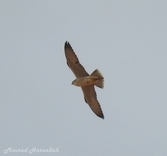 Falco biarmicus