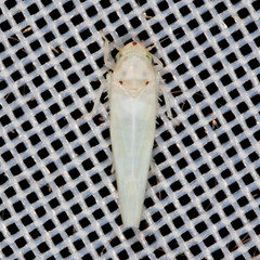 Zygina nivea