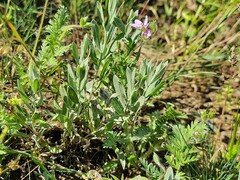 Galatella villosa