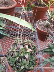 Haworthiopsis tessellata