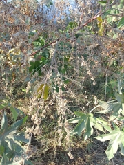 Kearnemalvastrum lacteum