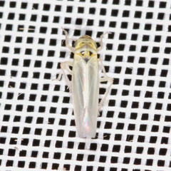 Zyginidia pullula