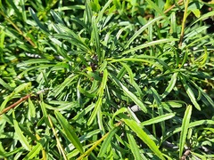 Rhamnus erythroxyloides