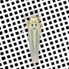 Zyginidia pullula