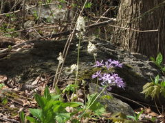 Tiarella