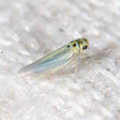 Zyginidia pullula