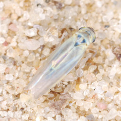 Zyginidia pullula