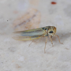 Zyginidia pullula