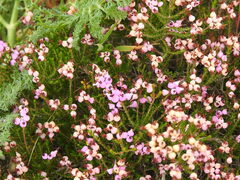 Erica umbellata