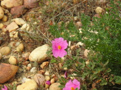 Cistus crispus