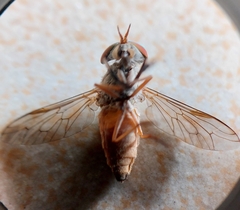 Tabanus nigrovittatus