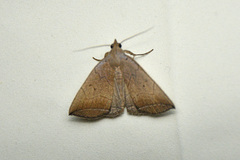 Simplicia armatalis