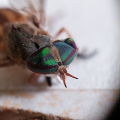 Tabanus nigrovittatus