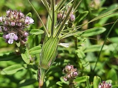 Aegilops triuncialis