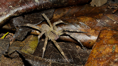 Phoneutria nigriventer