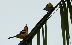 Icterus pectoralis