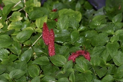 Acalypha hispida
