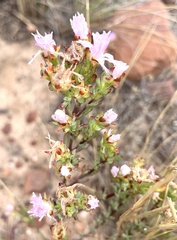 Lampranthus glomeratus