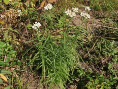Achillea ptarmicoides