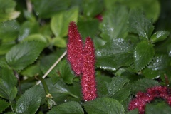 Acalypha hispida