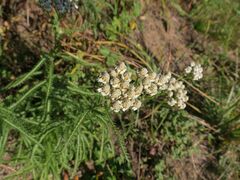 Achillea ptarmicoides