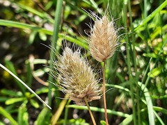Alopecurus vaginatus