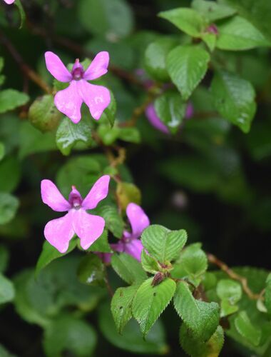 Impatiens hoehnelii image