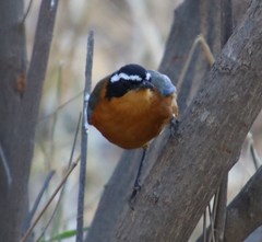 Cossypha heuglini heuglini