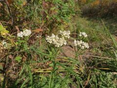 Achillea ptarmicoides