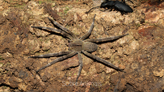 Phoneutria nigriventer