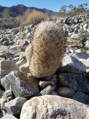 Escobaria alversonii