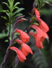 Gladiolus watsonioides