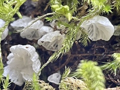 Marasmiellus candidus