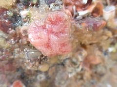 Aplidium elegans