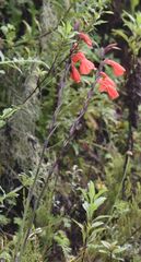 Gladiolus watsonioides