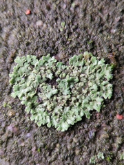 Phaeophyscia orbicularis
