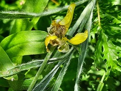 Ranunculus illyricus
