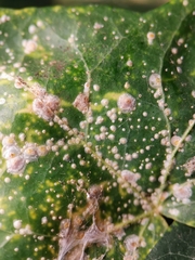 Aspidiotus hedericola