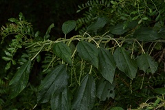 Boehmeria caudata