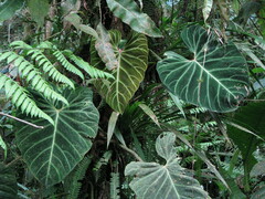 Philodendron verrucosum