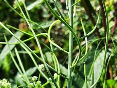 Conringia orientalis