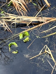 Nuphar polysepala
