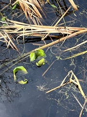 Nuphar polysepala