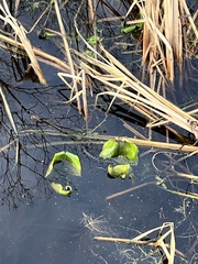 Nuphar polysepala