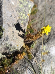 Petrosedum rupestre