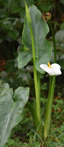 Zantedeschia aethiopica image