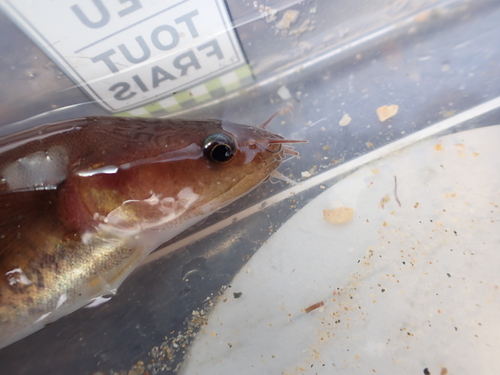 Northern rockling (Ciliata septentrionalis) — Lotidae — 4