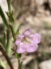Agalinis communis