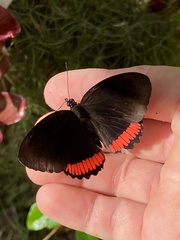 Biblis hyperia